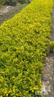 高度25厘米洒金珊瑚