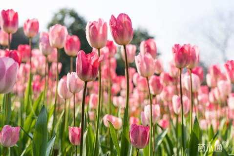 高度10厘米郁金香