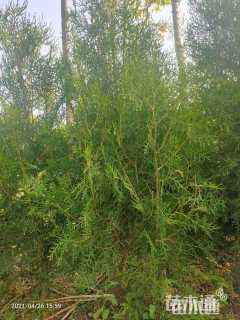 高度300厘米侧柏