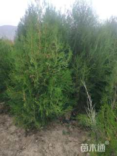 高度300厘米侧柏