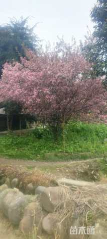 20公分垂丝海棠