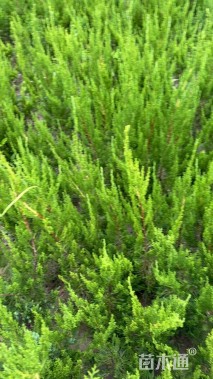 高度60厘米龙柏小苗