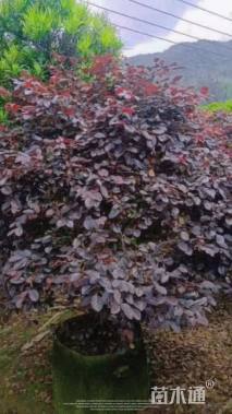 冠幅80厘米红花继木球