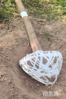 11公分金叶水杉