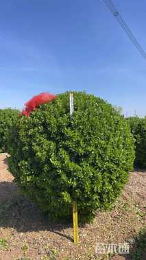 冠幅150厘米大叶黄杨球