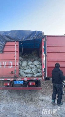 高度80厘米金红羽狼尾草