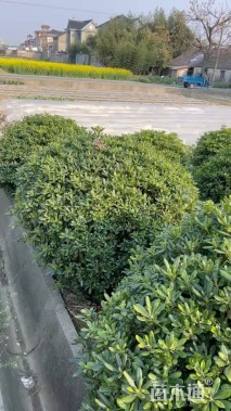 冠幅150厘米海桐球