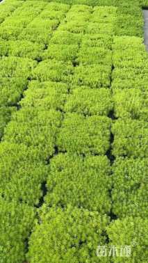 高度5厘米佛甲草