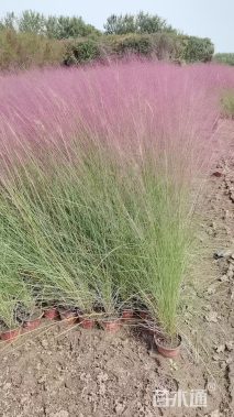 高度35厘米粉黛乱子草