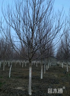 15公分美国红枫-红点