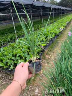 高度20厘米紫娇花