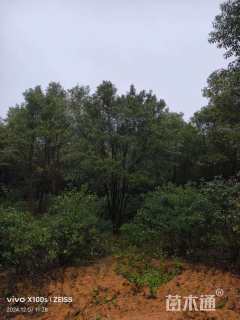 21公分多杆香樟