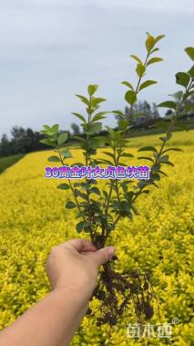 高度30厘米金叶女贞
