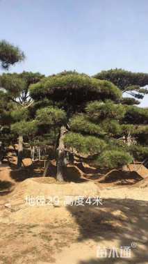 15公分造型黑松