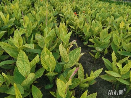 高度50厘米花叶美人蕉