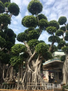 100公分造型小叶榕