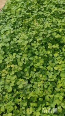 高度50厘米蛇莓