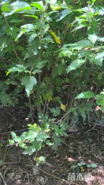 高度150厘米木槿