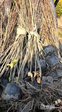 高度100厘米木槿