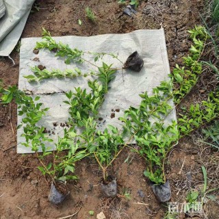 高度80厘米连翘小苗