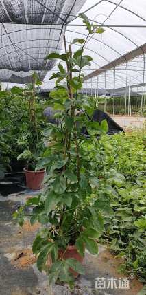 高度50厘米鸡蛋果小苗