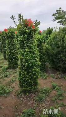 高度150厘米大叶黄杨柱