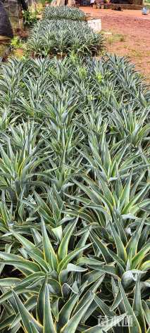 高度45厘米龙舌兰