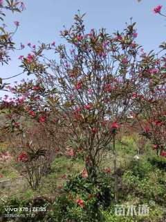 高度180厘米琴叶珊瑚