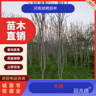 高度300厘米木槿