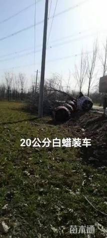 20公分白蜡