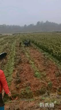 0.2公分红花油茶