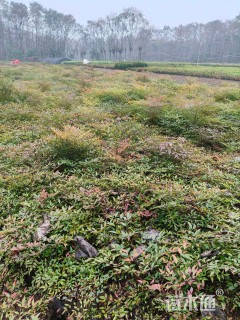 高度50厘米南天竹