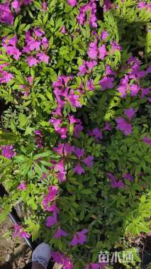 高度20厘米毛鹃