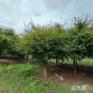 18公分日本红枫