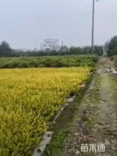 高度30厘米金禾女贞
