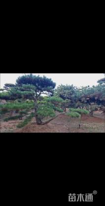 150公分造型油松