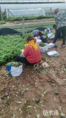 高度15厘米八宝景天