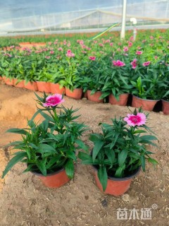 高度20厘米五彩石竹