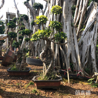 造型小叶榕