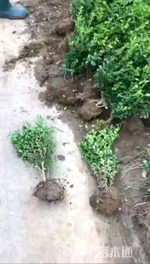 高度35厘米瓜子黄杨