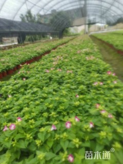 高度15厘米夏堇