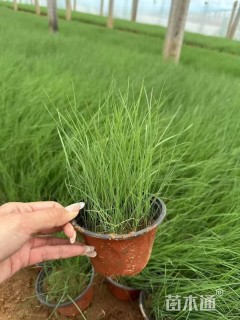 高度30厘米粉黛乱子草