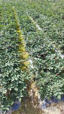 高度80厘米花椒