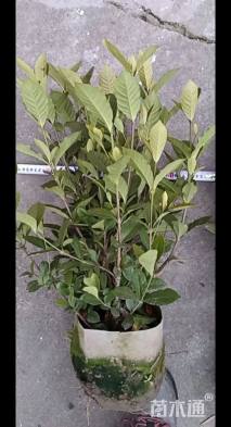 高度50厘米大叶栀子