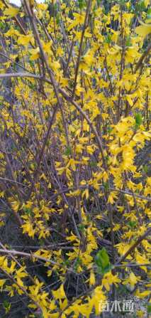 高度50厘米连翘