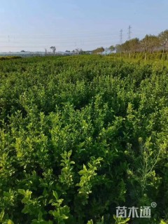 高度60厘米卫矛