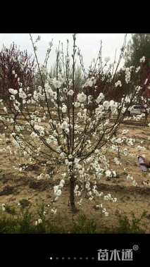 12公分白花山碧桃
