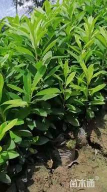 高度30厘米毛鹃