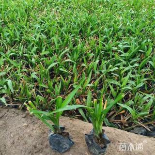 高度120厘米吉祥草