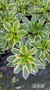 高度20厘米玉簪